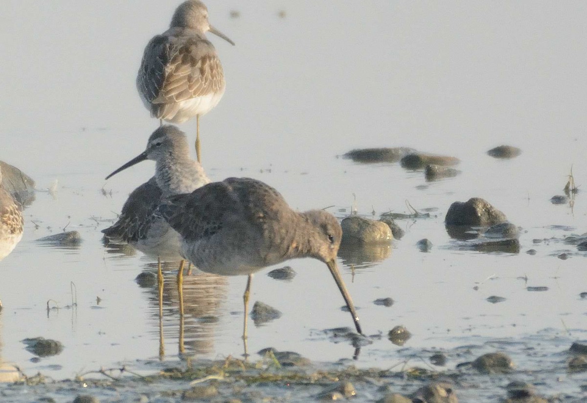 Long-billed Dowitcher - ML67788341