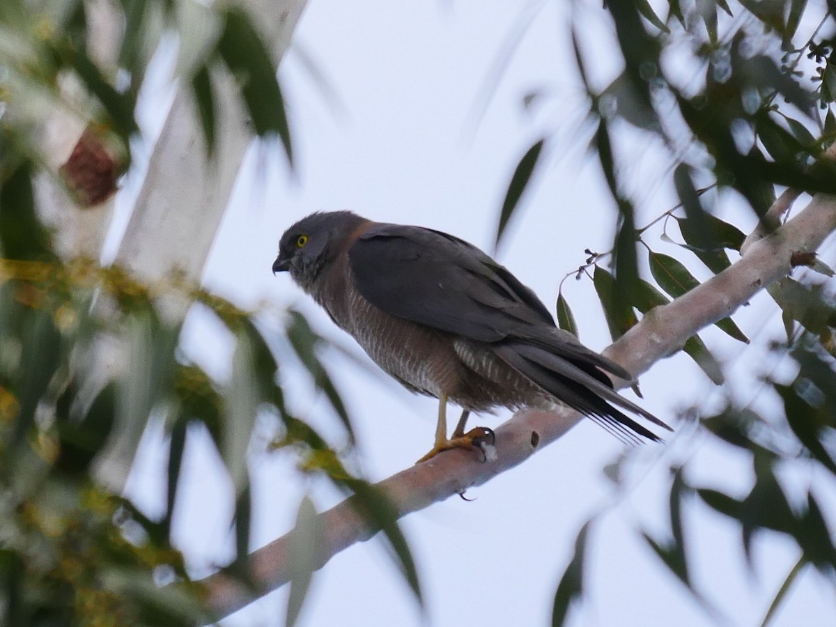 Collared Sparrowhawk - Peter Lowe