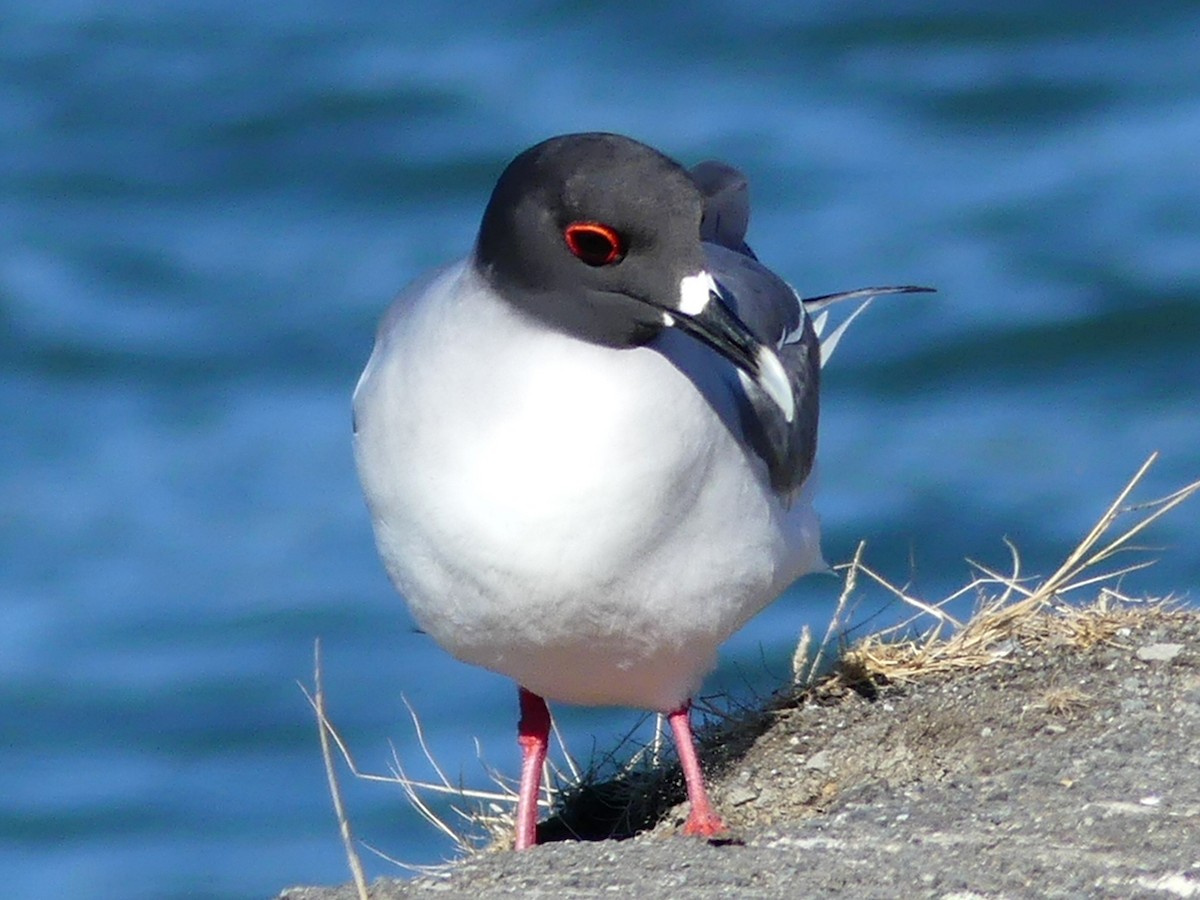 Swallow-tailed Gull - ML67789221