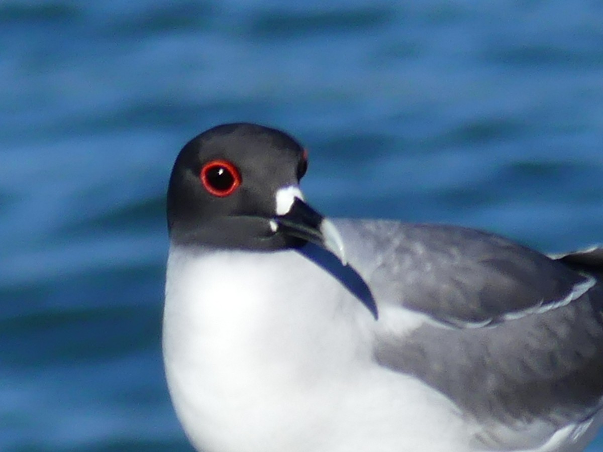 Swallow-tailed Gull - ML67789231