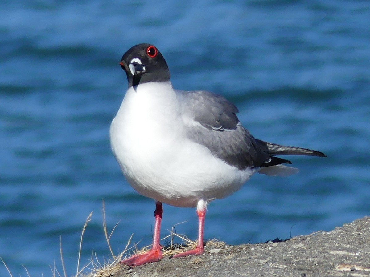 Swallow-tailed Gull - ML67789251