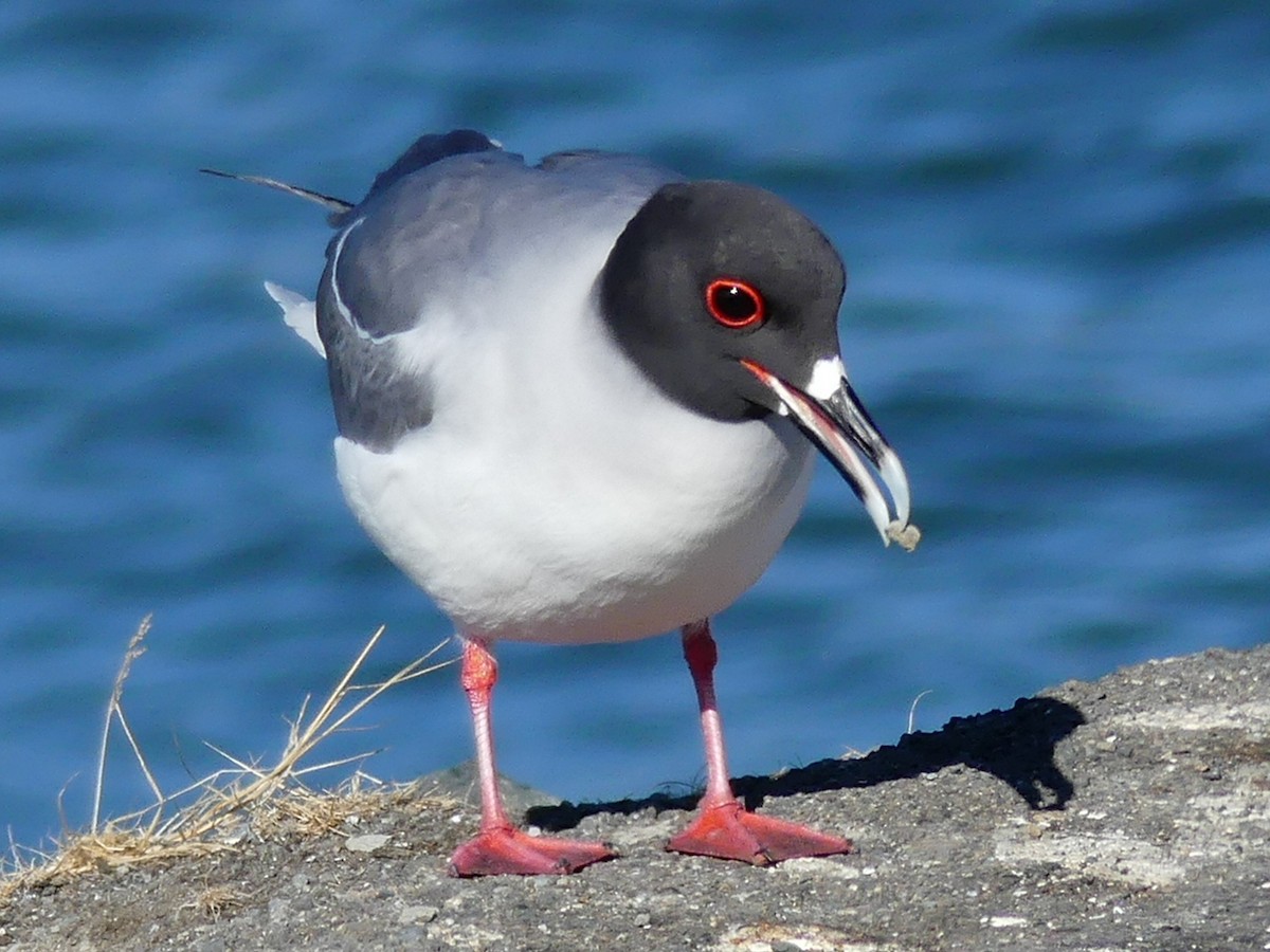 Swallow-tailed Gull - ML67789261