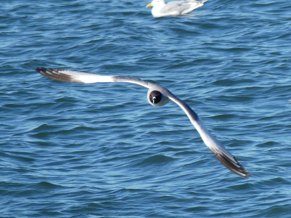 Swallow-tailed Gull - ML67789271