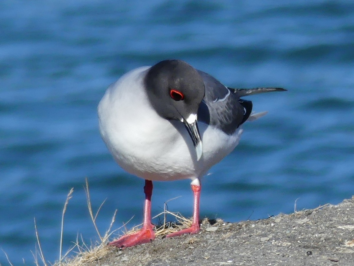 Swallow-tailed Gull - ML67789281