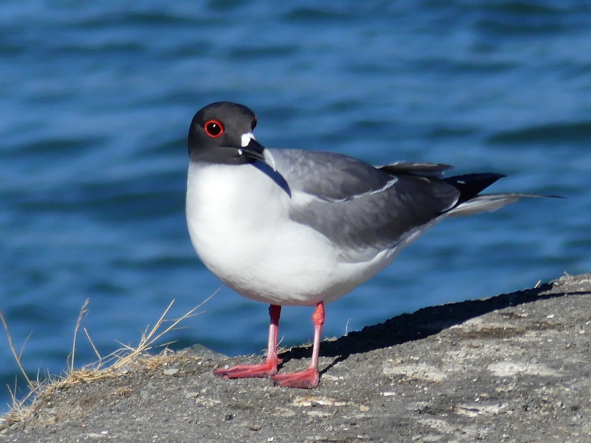 Swallow-tailed Gull - ML67789291