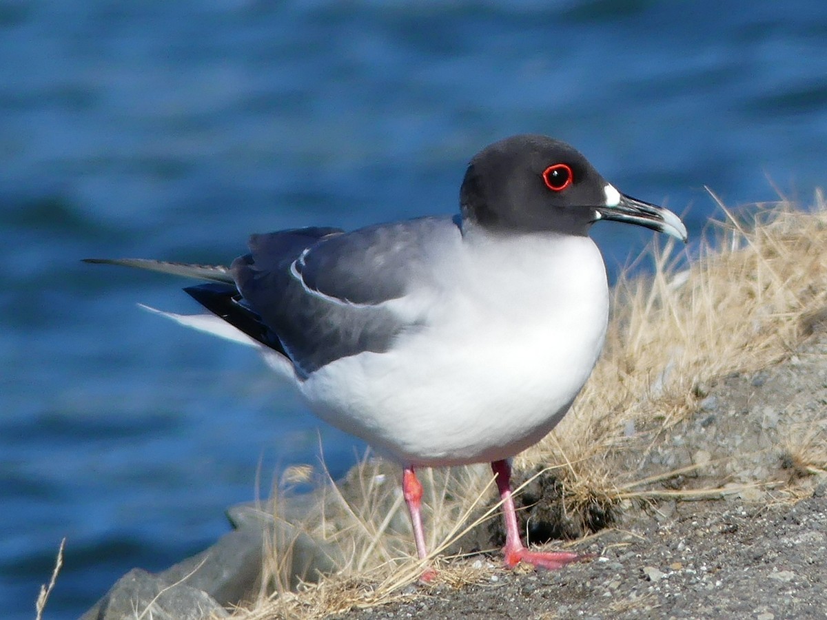 Swallow-tailed Gull - ML67789301