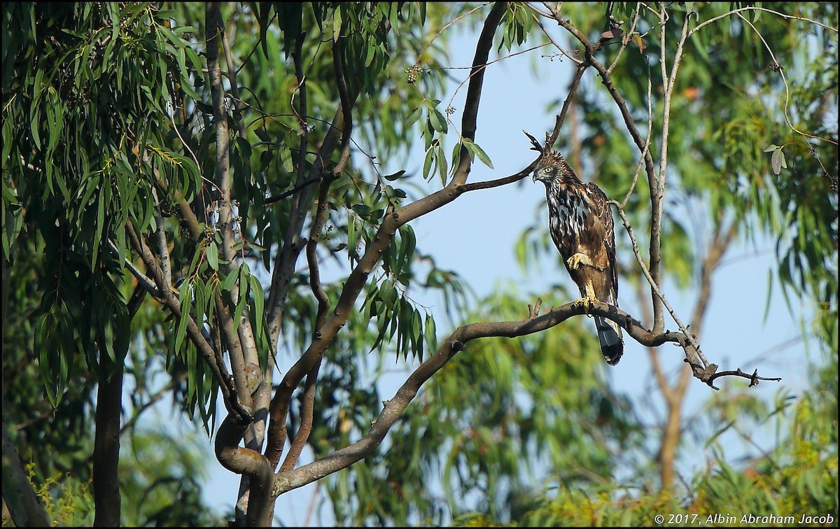 Changeable Hawk-Eagle (Crested) - ML67791171