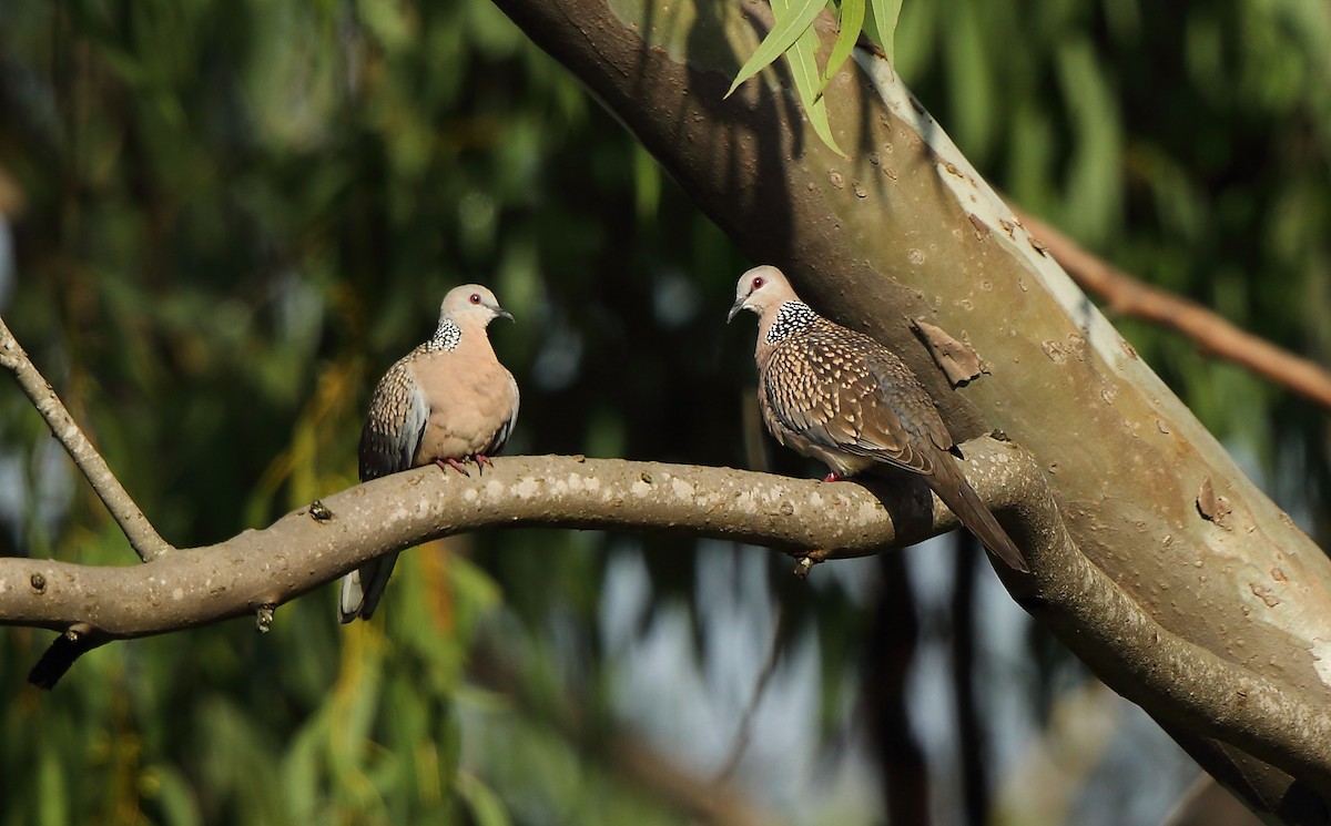 Spotted Dove - ML67791261