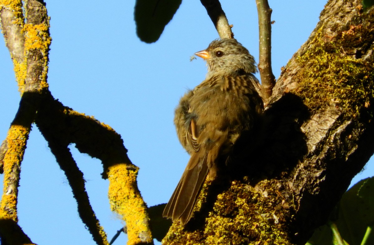 White-crowned Sparrow - Georgia Gerrior
