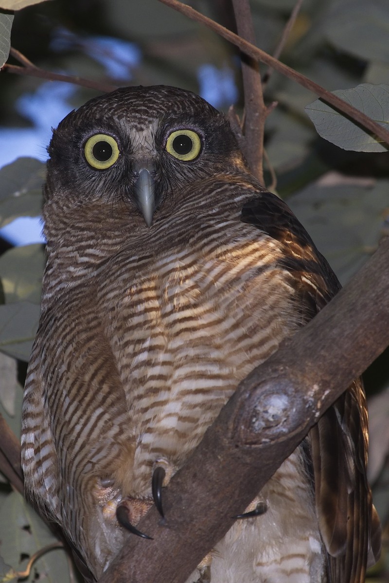 Rufous Owl - Ed Pierce