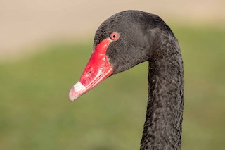 Black Swan, ML67793611