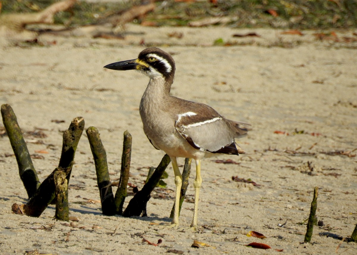 Beach Thick-knee - Michael Daley