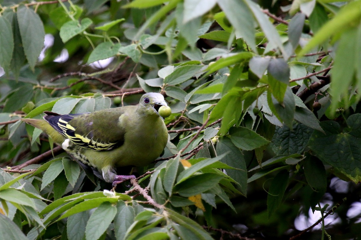 Gray-fronted Green-Pigeon - Anish Aravind