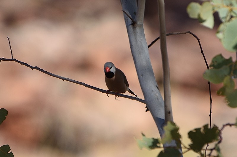 Long-tailed Finch - Anthony Katon