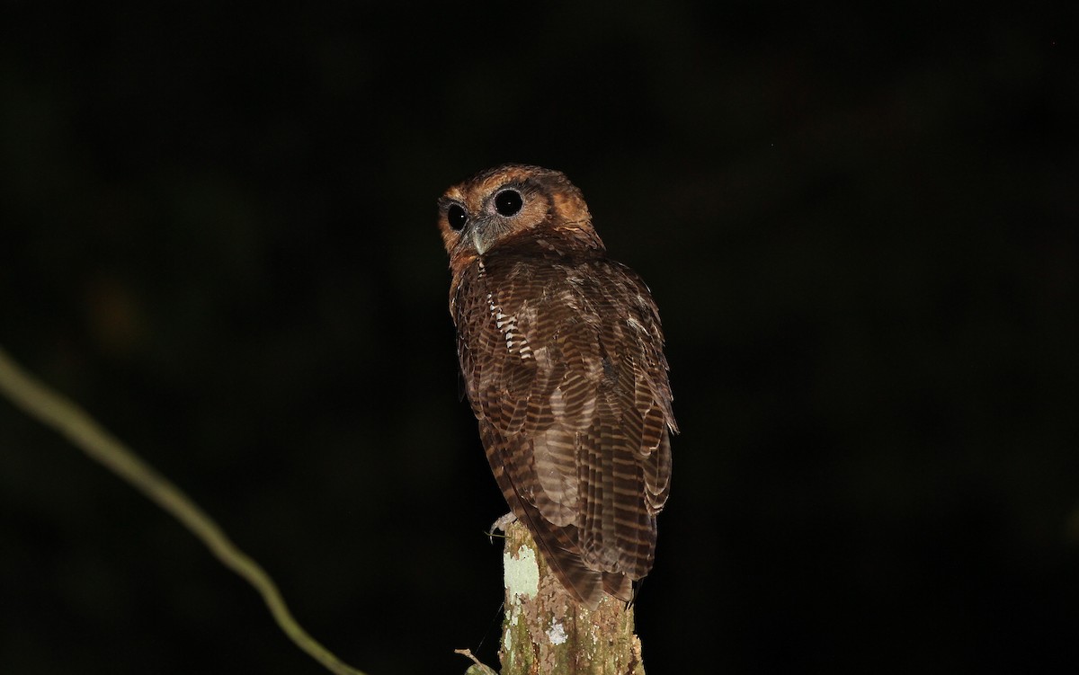 Brown Wood-Owl - ML67799741