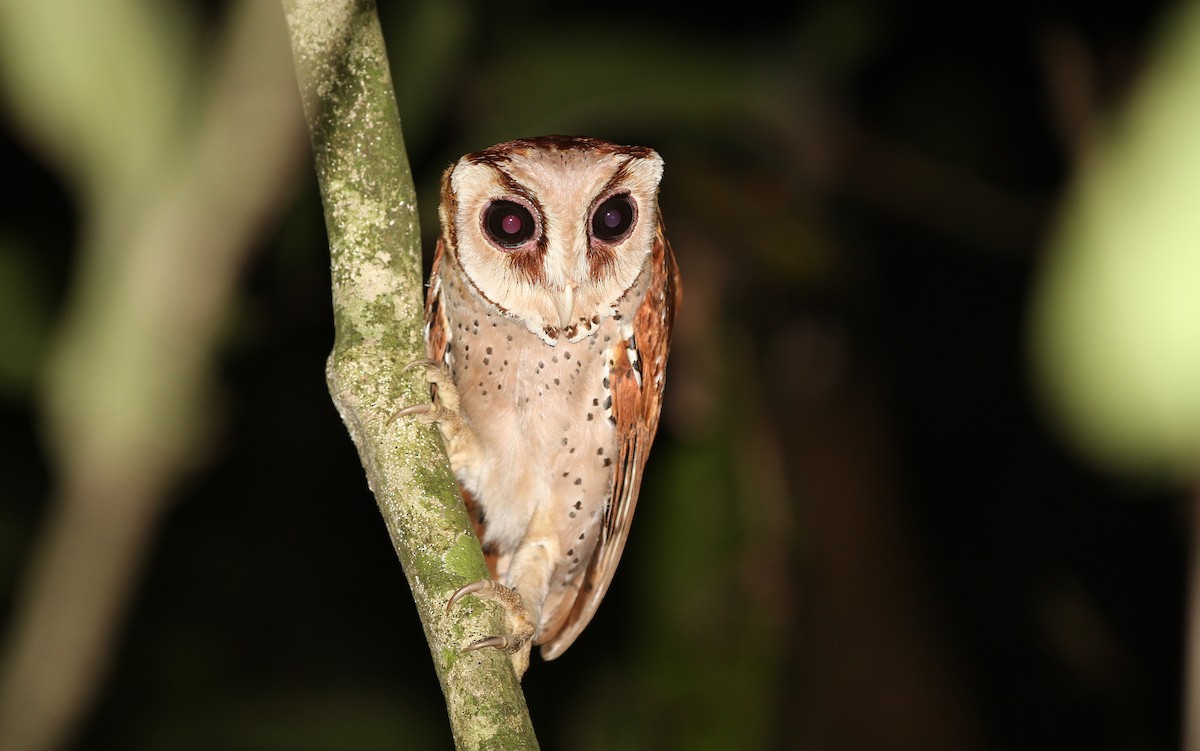 Oriental Bay-Owl - ML67799751