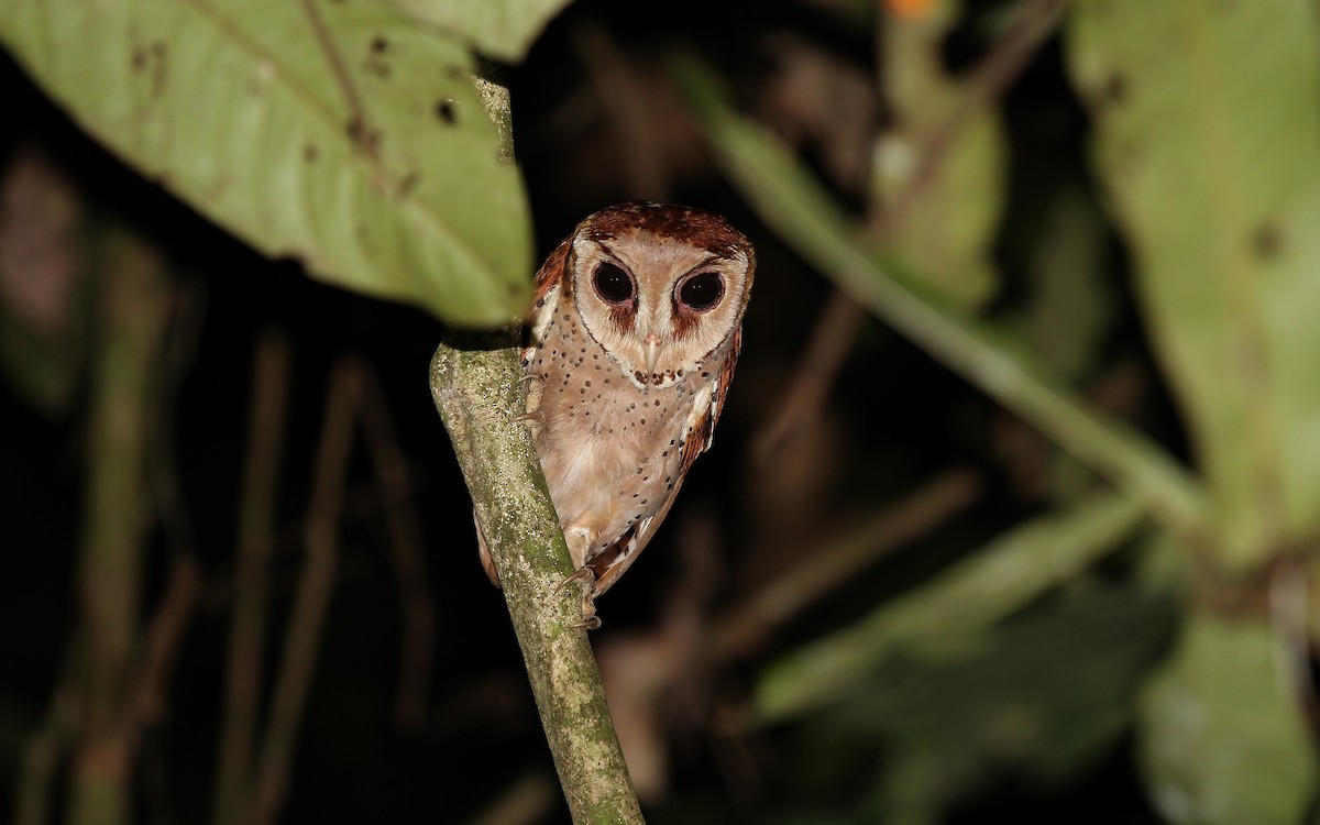 Oriental Bay-Owl - ML67799781