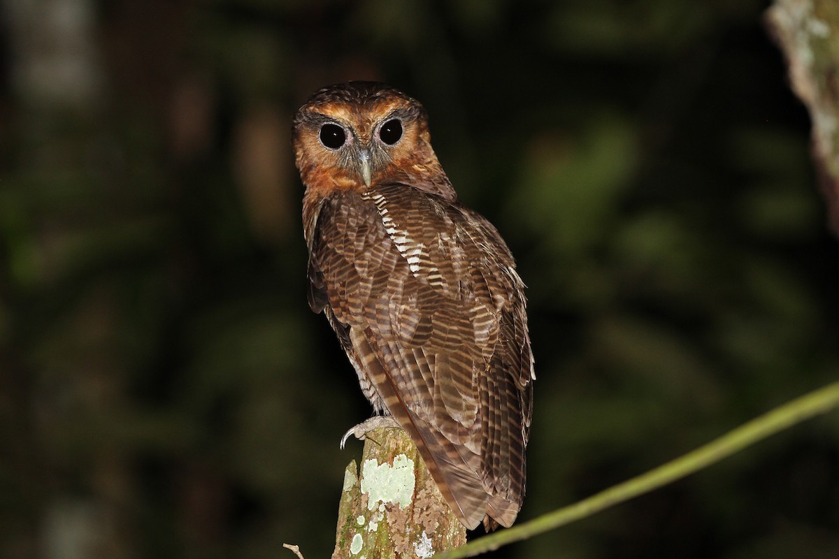 Brown Wood-Owl - ML67799791