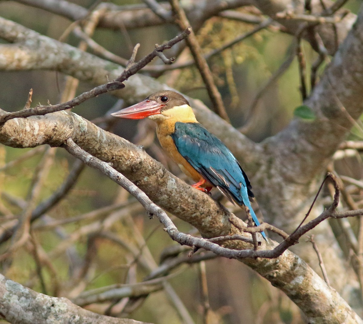 Stork-billed Kingfisher - Andy Warr
