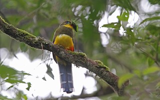  - Javan Trogon