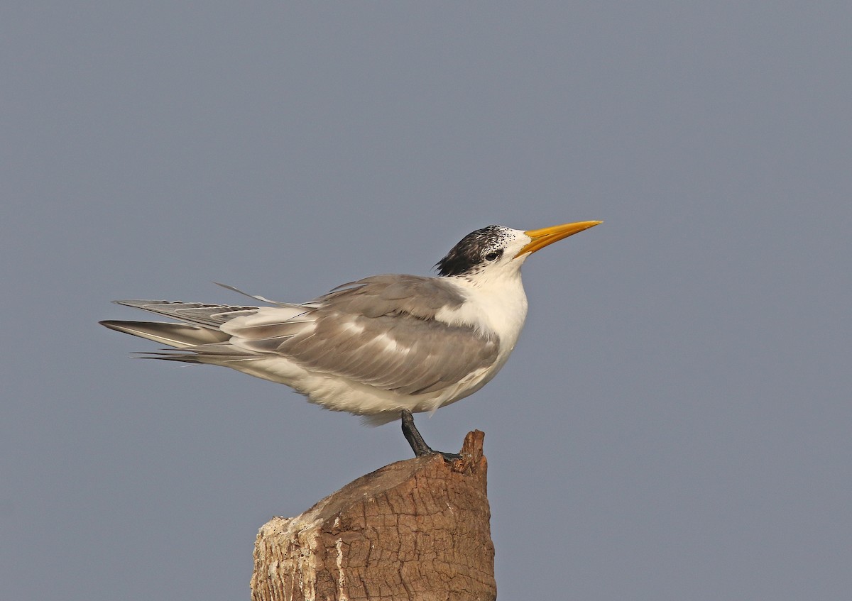 Great Crested Tern - ML67801841