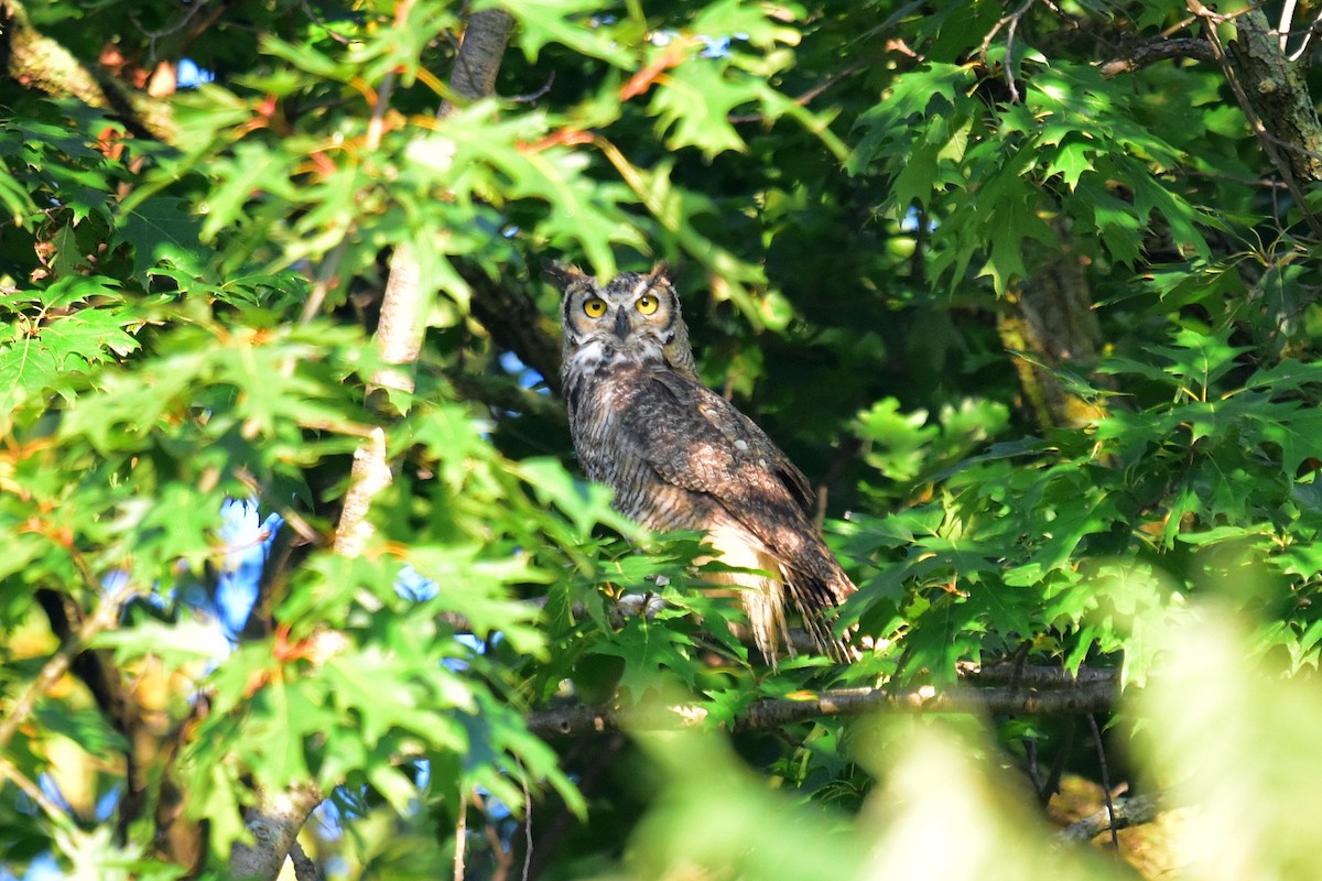 Great Horned Owl - Joel Trick