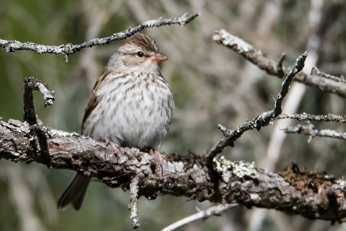 Chipping Sparrow - ML67805961
