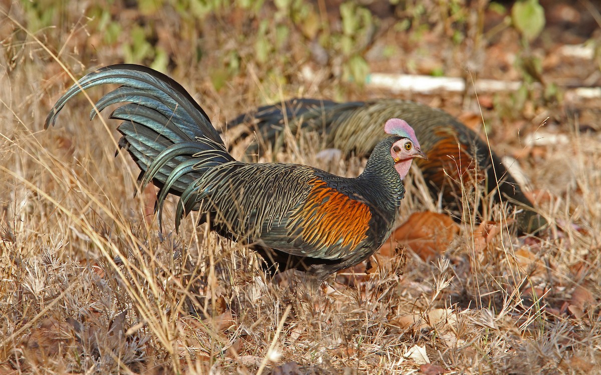 Green Junglefowl - Christoph Moning