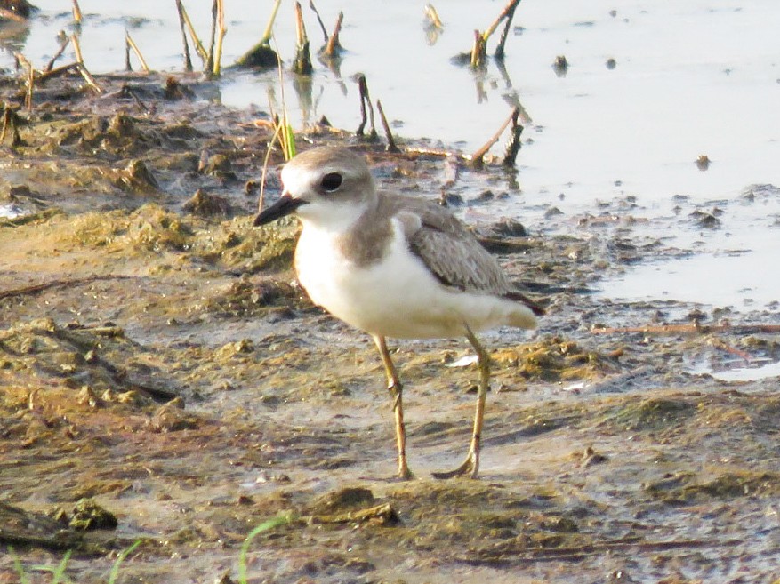 Greater Sand-Plover - Sumesh PB