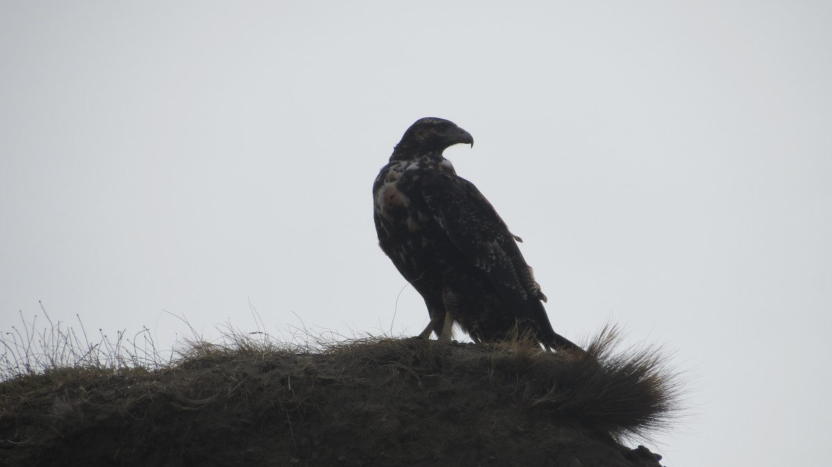Black-chested Buzzard-Eagle - Nicholas Fordyce - Birding Africa