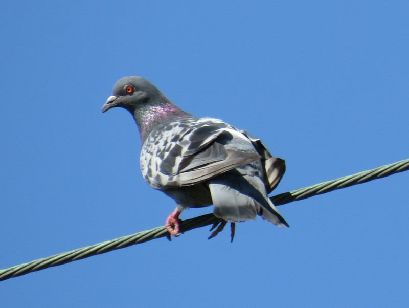 Rock Pigeon (Feral Pigeon) - Jeff Harding