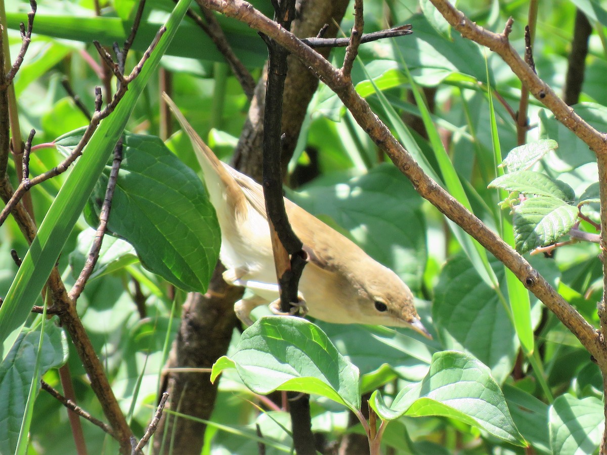 Common Reed Warbler - Carmelo de Dios