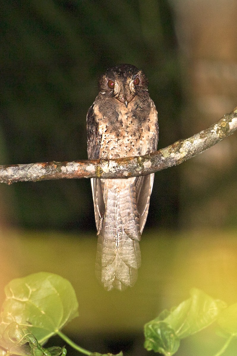 Moluccan Owlet-nightjar - ML67813191