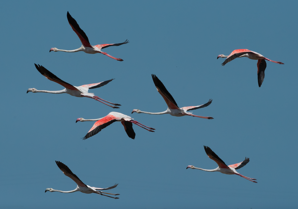 Greater Flamingo - Pedro Jordano
