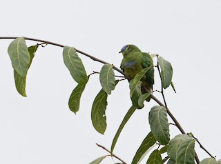  - Blue-capped Fruit-Dove