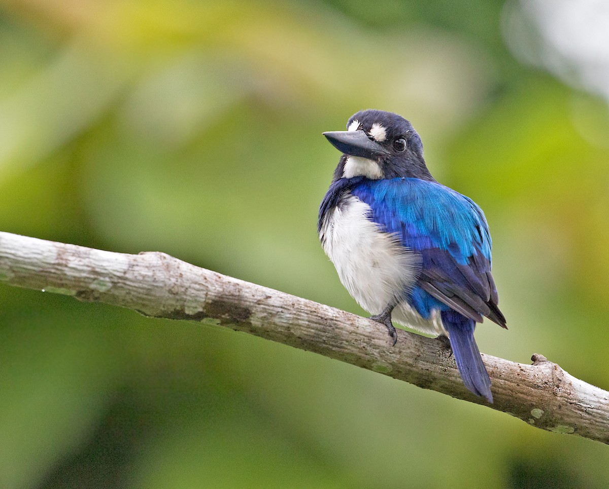 Blue-and-white Kingfisher - ML67814081