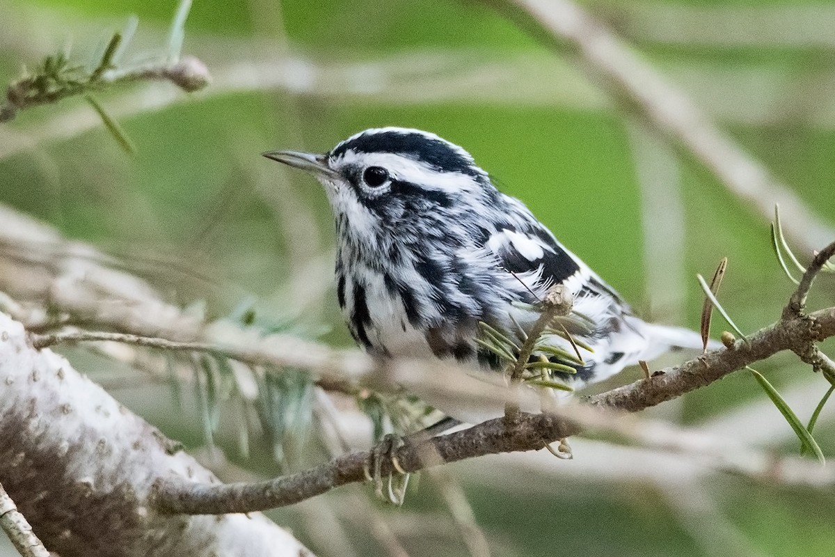 Black-and-white Warbler - ML67814181