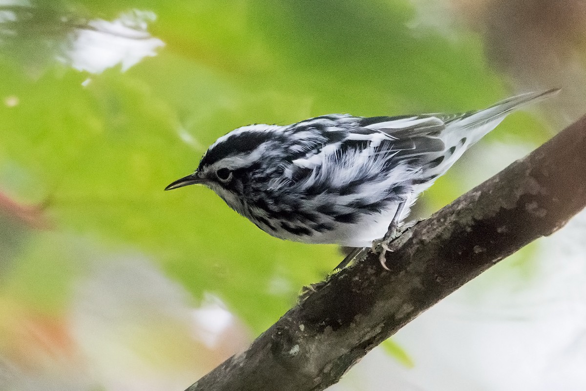 Black-and-white Warbler - ML67814191