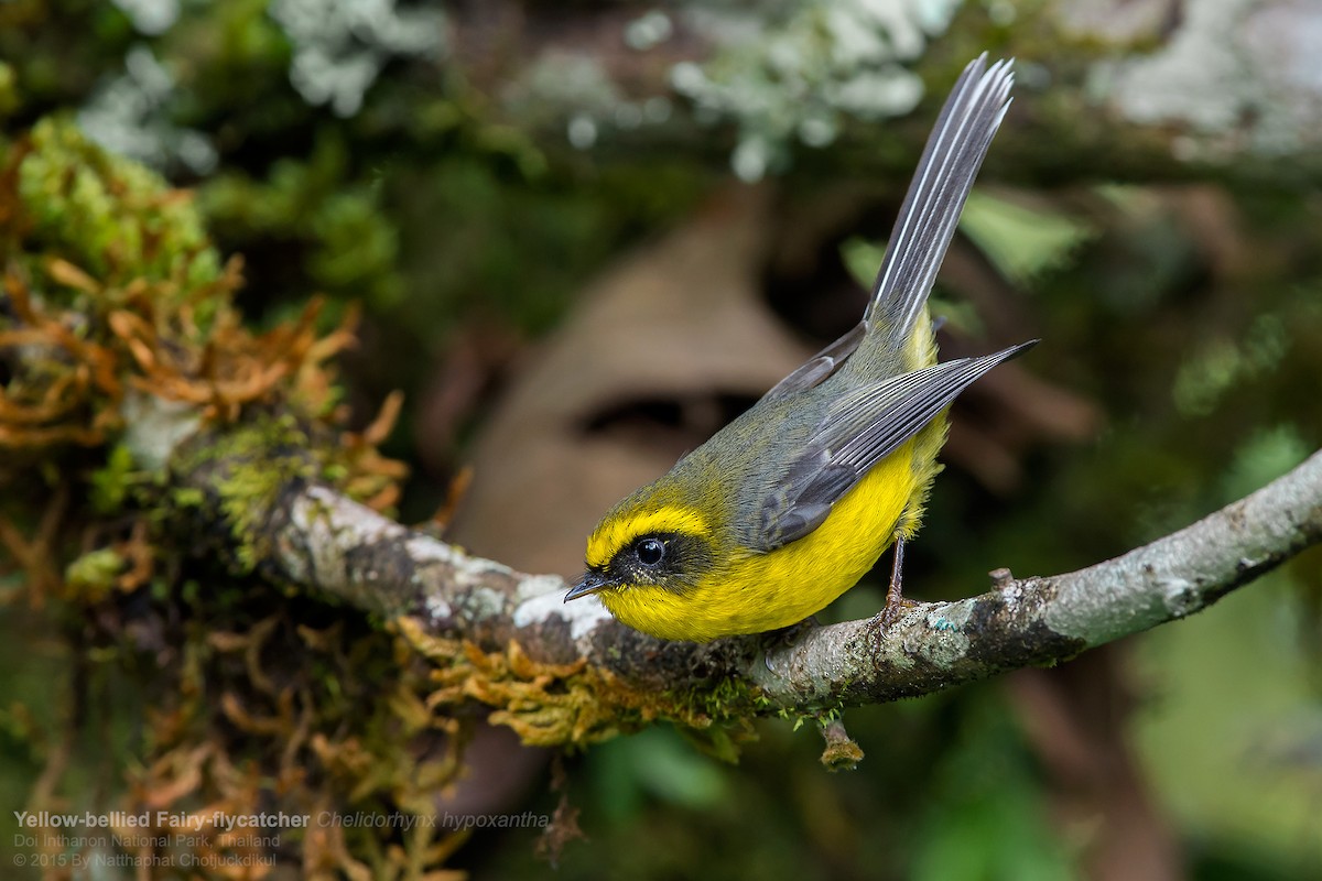 Yellow-bellied Fairy-Fantail - ML67815191