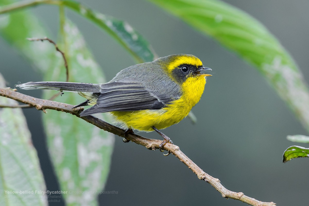 Yellow-bellied Fairy-Fantail - ML67815361