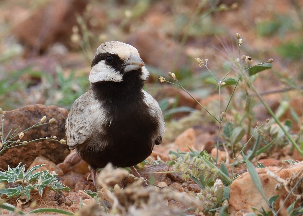 Ashy-crowned Sparrow-Lark - ML67819251
