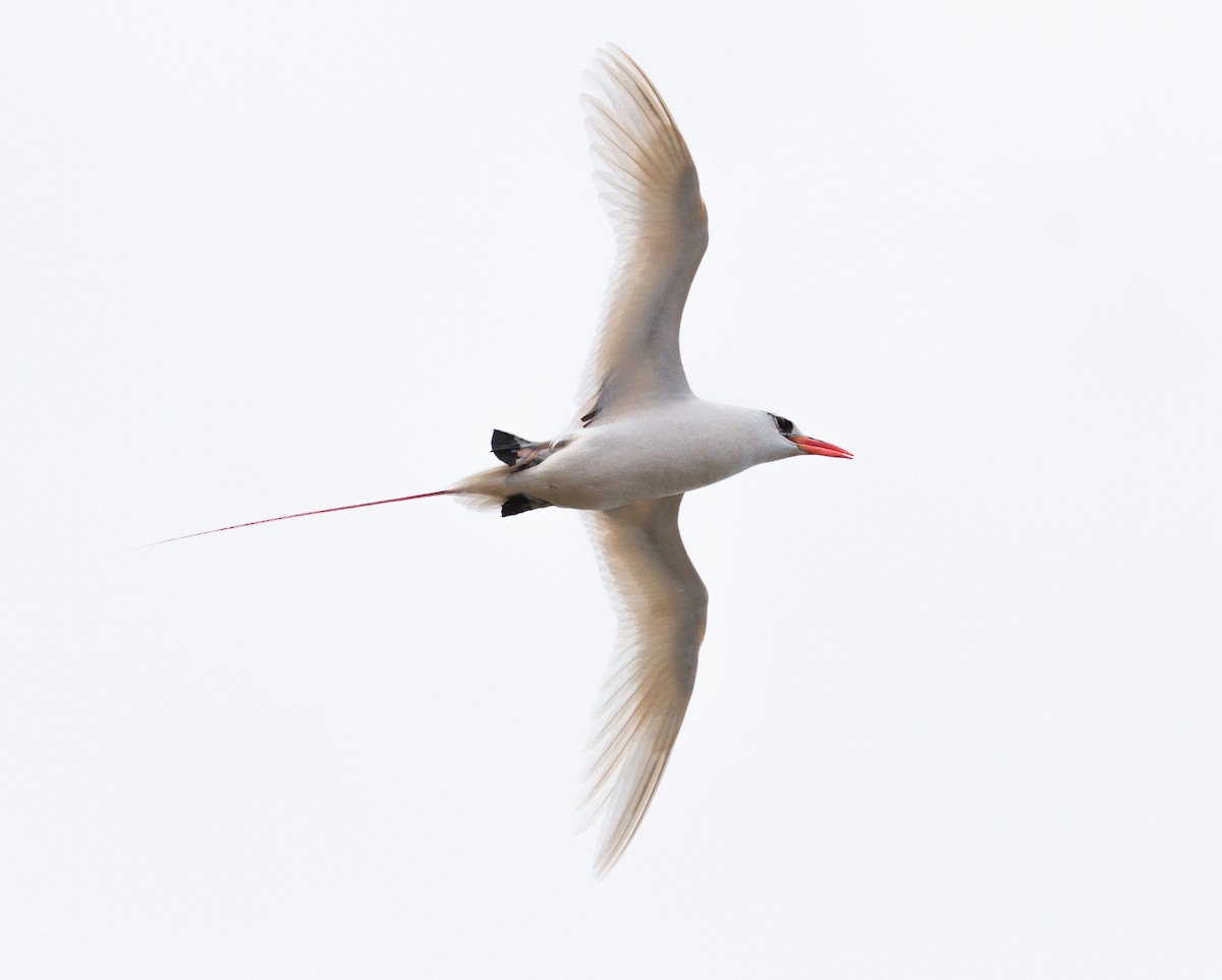 Red-tailed Tropicbird - ML67819401