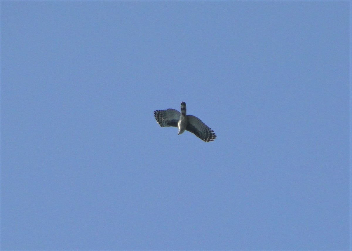 Gray-headed Kite - ML67819611