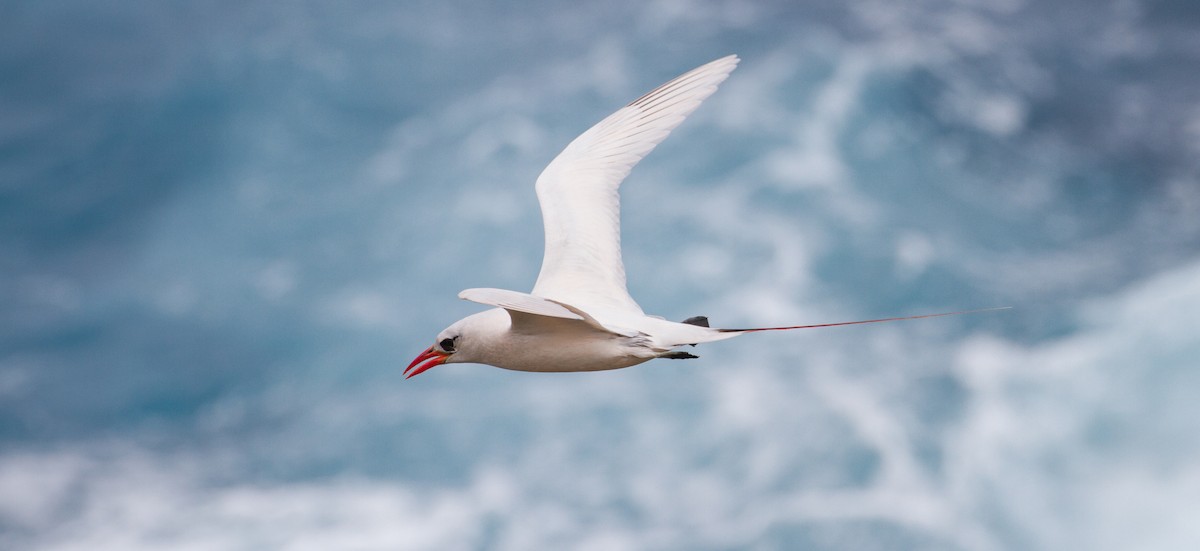 Red-tailed Tropicbird - Cullen Hanks