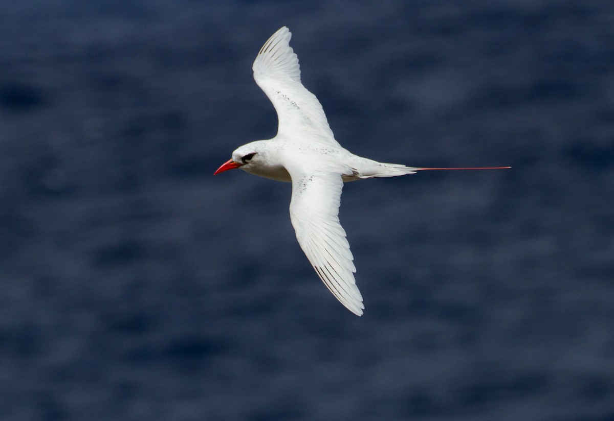 Red-tailed Tropicbird - ML67819661