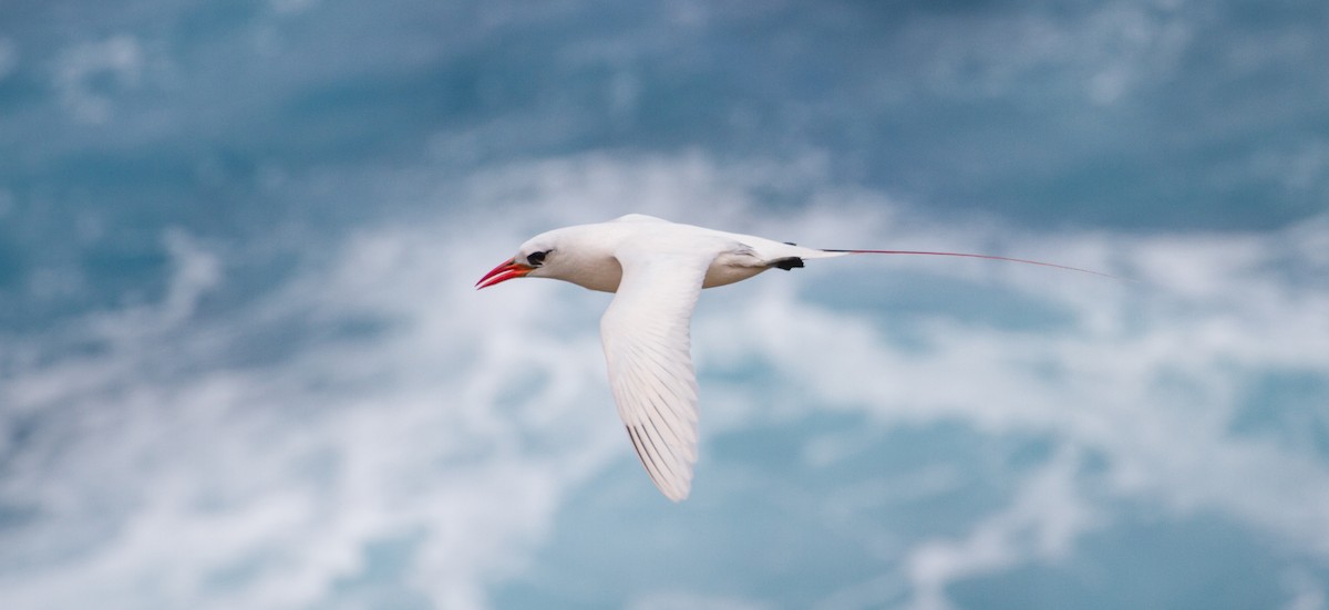 Red-tailed Tropicbird - ML67819771
