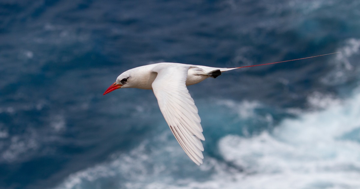 Red-tailed Tropicbird - Cullen Hanks