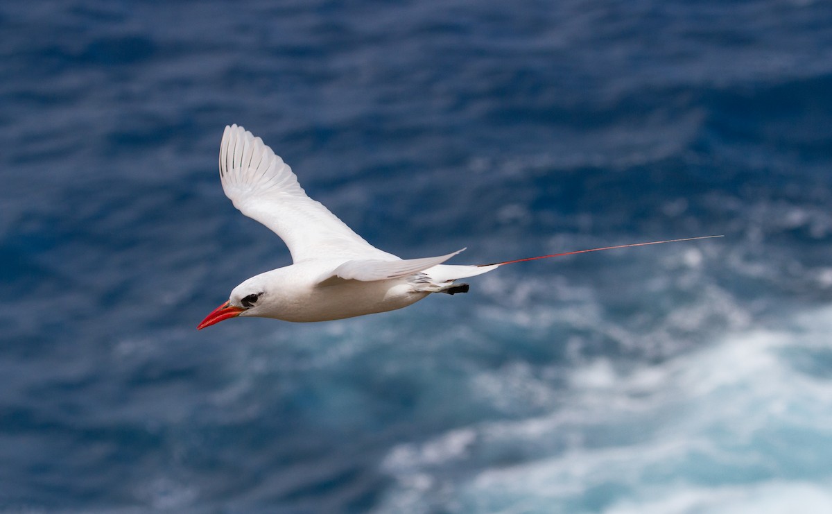 Red-tailed Tropicbird - ML67819841