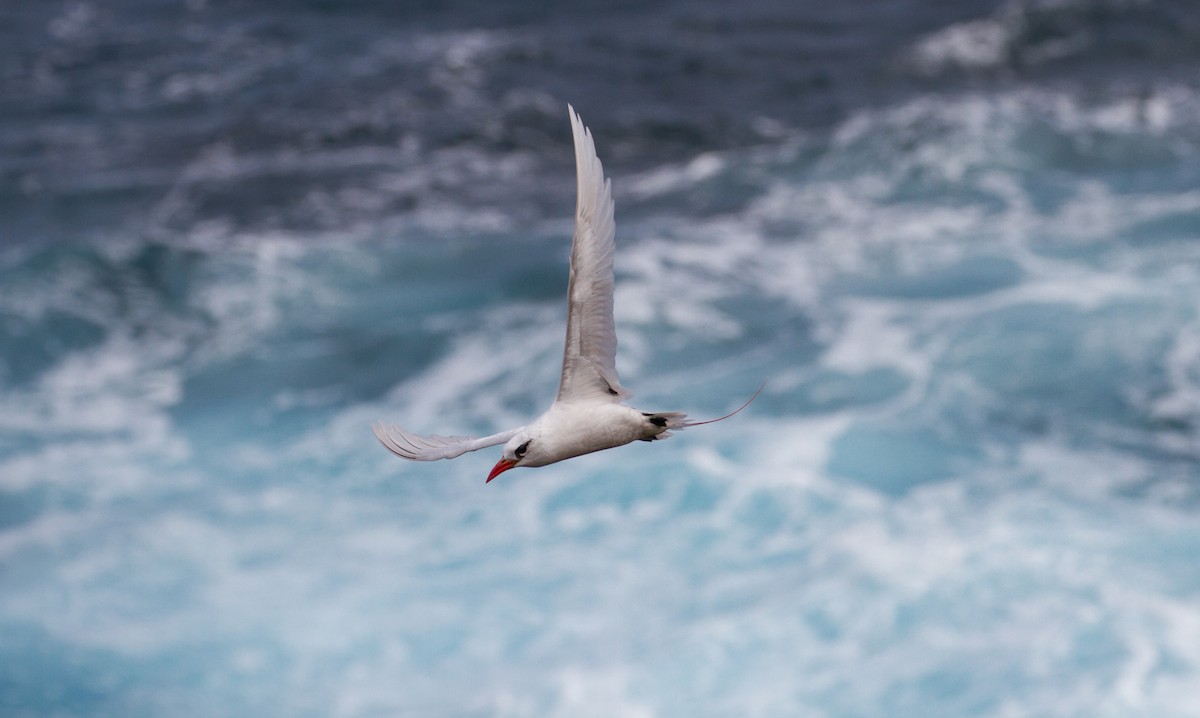 Red-tailed Tropicbird - ML67819961