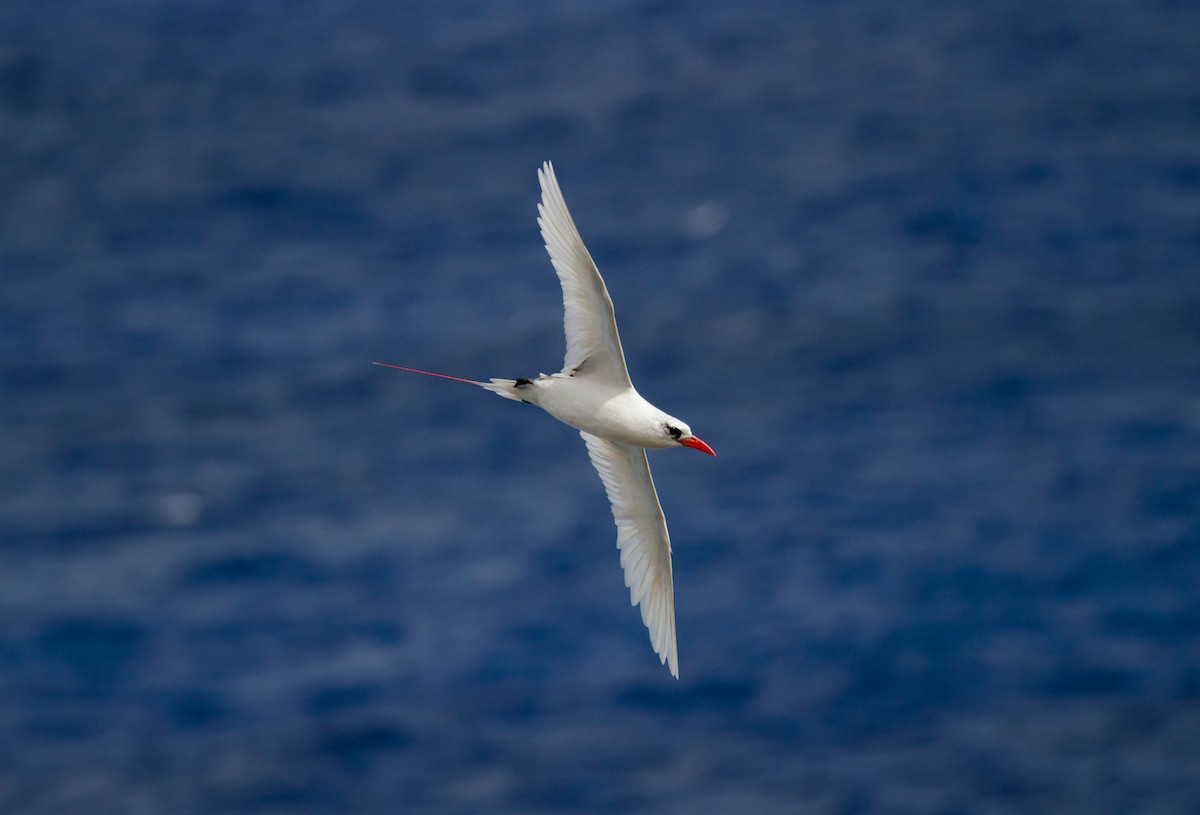 Red-tailed Tropicbird - ML67820021